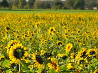 Alman muensterland 'inde bir tarlada ayçiçekleri