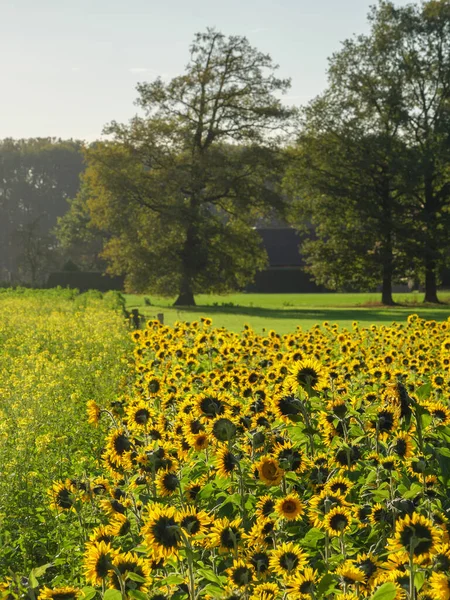 Sunflowers Field German Muensterland — Stock Photo, Image