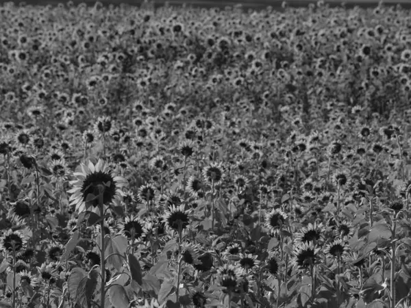 Słoneczniki Polu Niemieckiej Muensterland — Zdjęcie stockowe