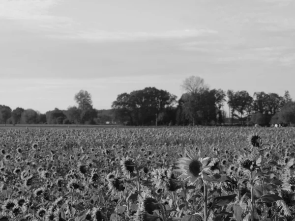 Sonnenblumen Auf Einem Feld Münsterland — Stockfoto