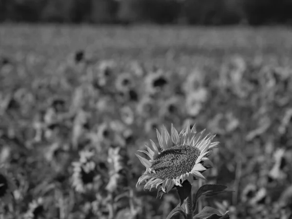 stock image Sunflowers on a field in the german muensterland