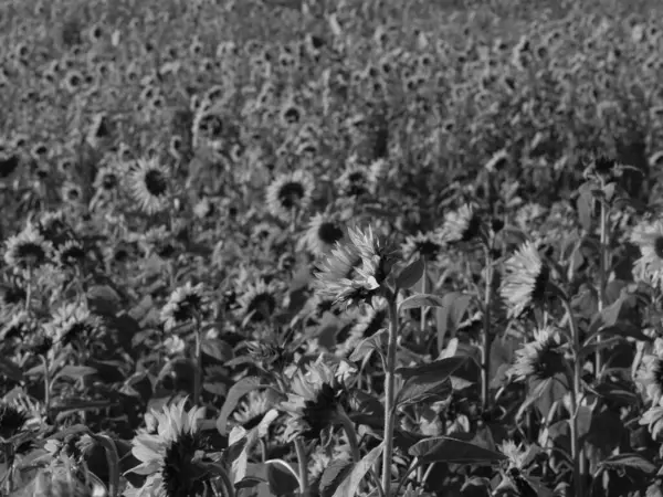 Соняшники Полі Німецькому Мюнстері — стокове фото