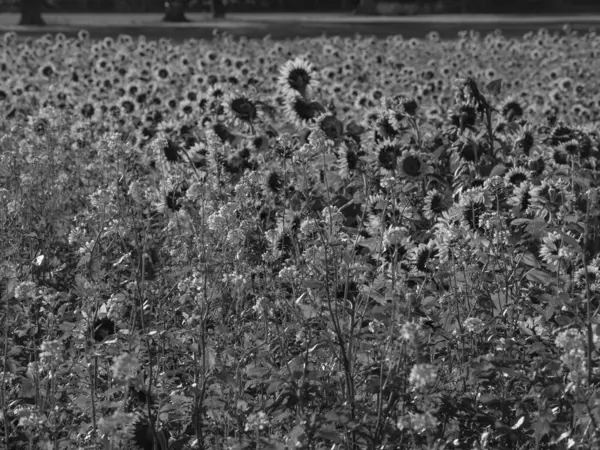Соняшники Полі Німецькому Мюнстері — стокове фото