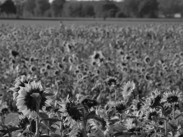 stock image Sunflowers on a field in the german muensterland