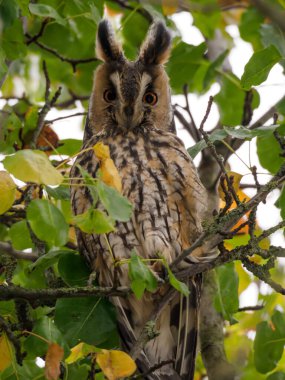 bir ağaçta baykuş