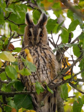 bir ağaçta baykuş