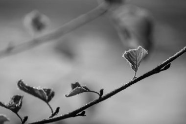 Westphalia 'da bir şatoda sonbahar zamanı
