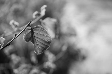 Westphalia 'da bir şatoda sonbahar zamanı