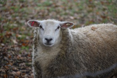 Koyun kışın çayırda gezer