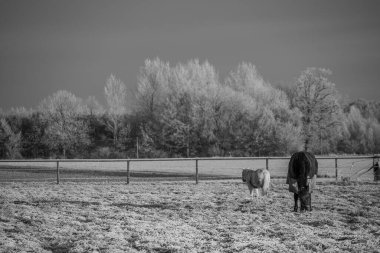 Almanya 'da kış günü