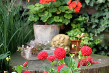 Bir Alman bahçesinde yaz mevsimi