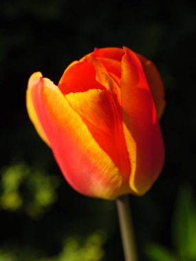 Bir Alman bahçesinde yaz mevsimi