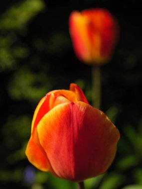 Bir Alman bahçesinde yaz mevsimi