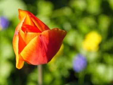 Bir Alman bahçesinde yaz mevsimi