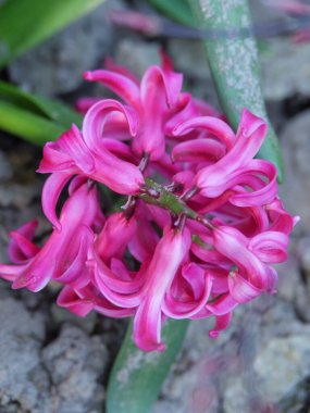 Bir Alman bahçesinde yaz mevsimi