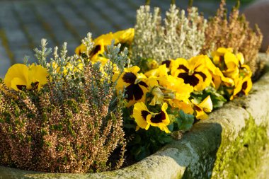 Bir Alman bahçesinde yaz mevsimi