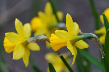 Bir Alman bahçesinde yaz mevsimi