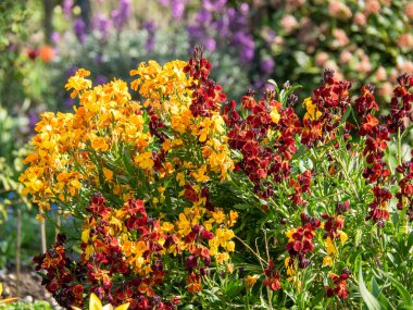 Bir Alman bahçesinde yaz mevsimi