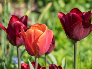 Bir Alman bahçesinde yaz mevsimi
