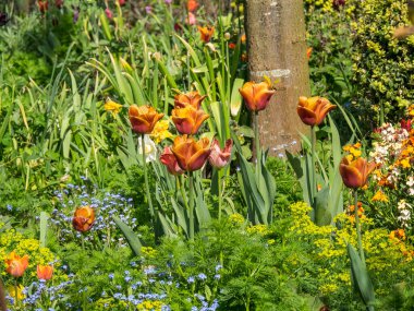 Bir Alman bahçesinde yaz mevsimi