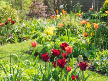 Bir Alman bahçesinde yaz mevsimi