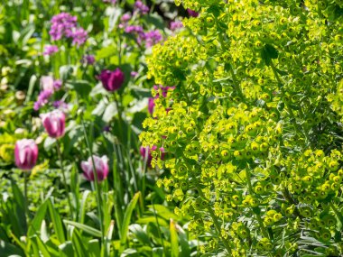 Bir Alman bahçesinde yaz mevsimi