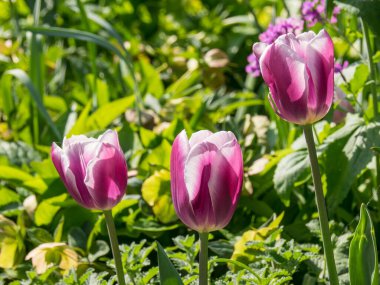 Bir Alman bahçesinde yaz mevsimi
