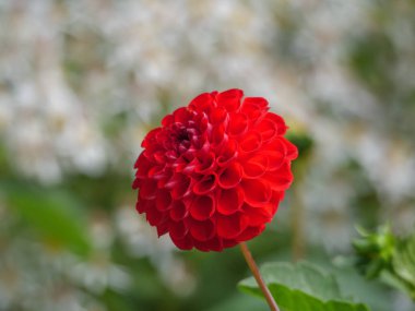 Bir Alman bahçesinde yaz mevsimi