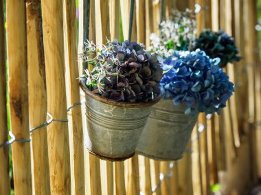 Bir Alman bahçesinde yaz mevsimi