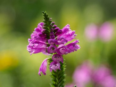 Bir Alman bahçesinde yaz mevsimi