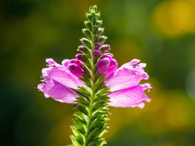 Bir Alman bahçesinde yaz mevsimi