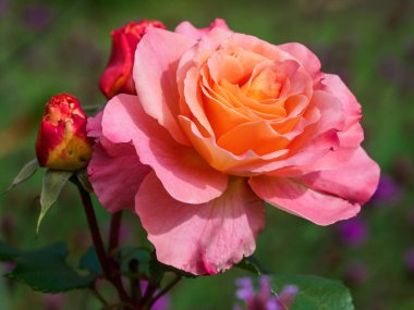 Bir Alman bahçesinde yaz mevsimi