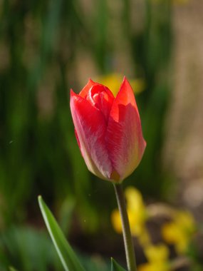 Bir Alman bahçesinde yaz mevsimi