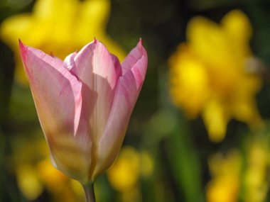 Bir Alman bahçesinde yaz mevsimi