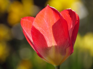 Bir Alman bahçesinde yaz mevsimi