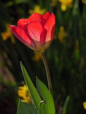 Bir Alman bahçesinde yaz mevsimi