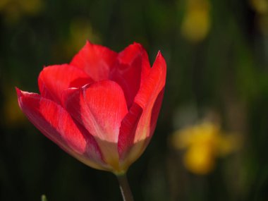 Bir Alman bahçesinde yaz mevsimi