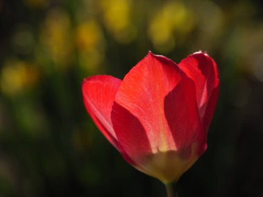 Bir Alman bahçesinde yaz mevsimi