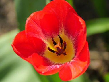 Bir Alman bahçesinde yaz mevsimi