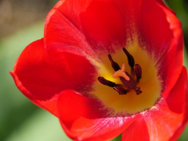 Bir Alman bahçesinde yaz mevsimi