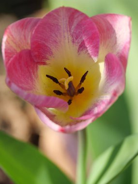 Bir Alman bahçesinde yaz mevsimi