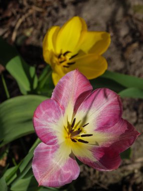 Bir Alman bahçesinde yaz mevsimi