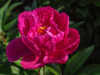 Bir Alman bahçesinde yaz mevsimi