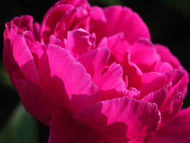 Bir Alman bahçesinde yaz mevsimi