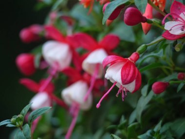 Bir Alman bahçesinde yaz mevsimi