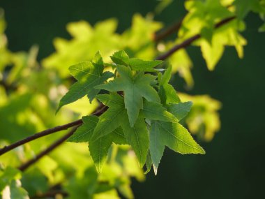 Bir Alman bahçesinde yaz mevsimi