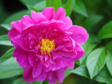 Bir Alman bahçesinde yaz mevsimi