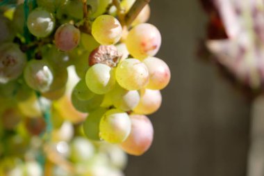 Bir Alman bahçesinde yaz mevsimi
