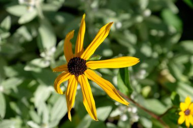 Bir Alman bahçesinde yaz mevsimi