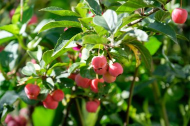 Bir Alman bahçesinde yaz mevsimi